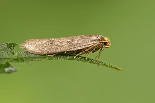 Agnoea subochreella